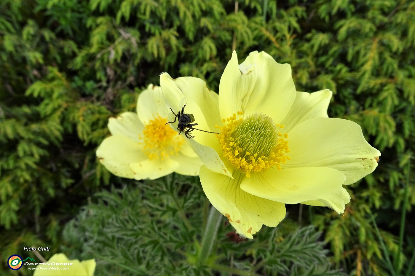 16 Pulsatilla alpina (sulfurea).JPG